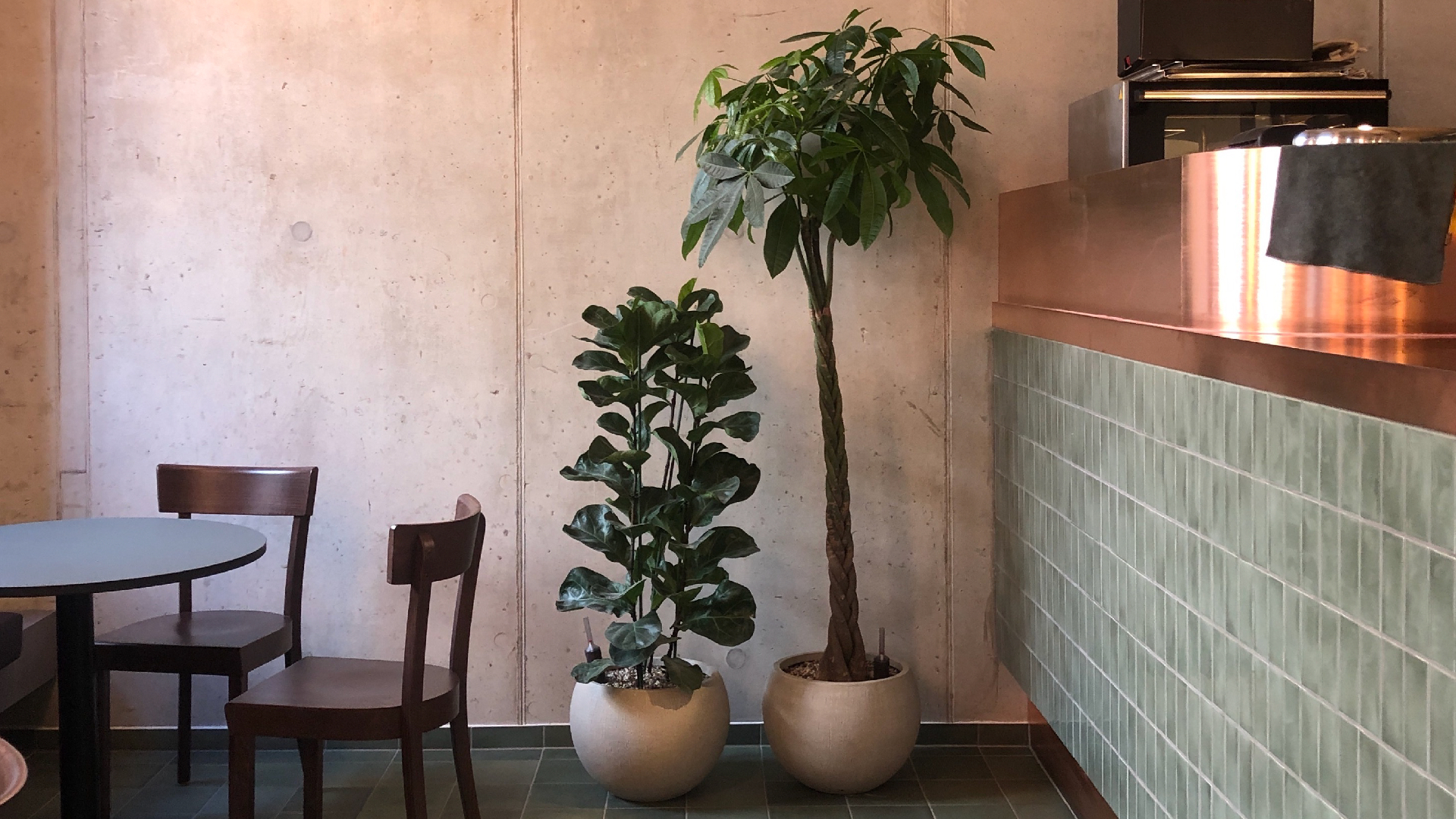 Indoor plants in a modern Berlin office space