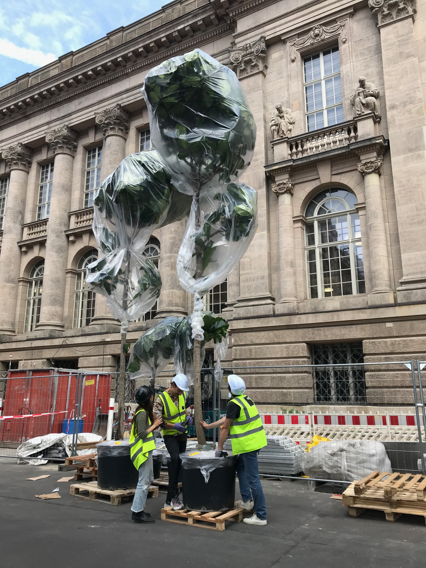 Plantclub team preparing large plants for installation