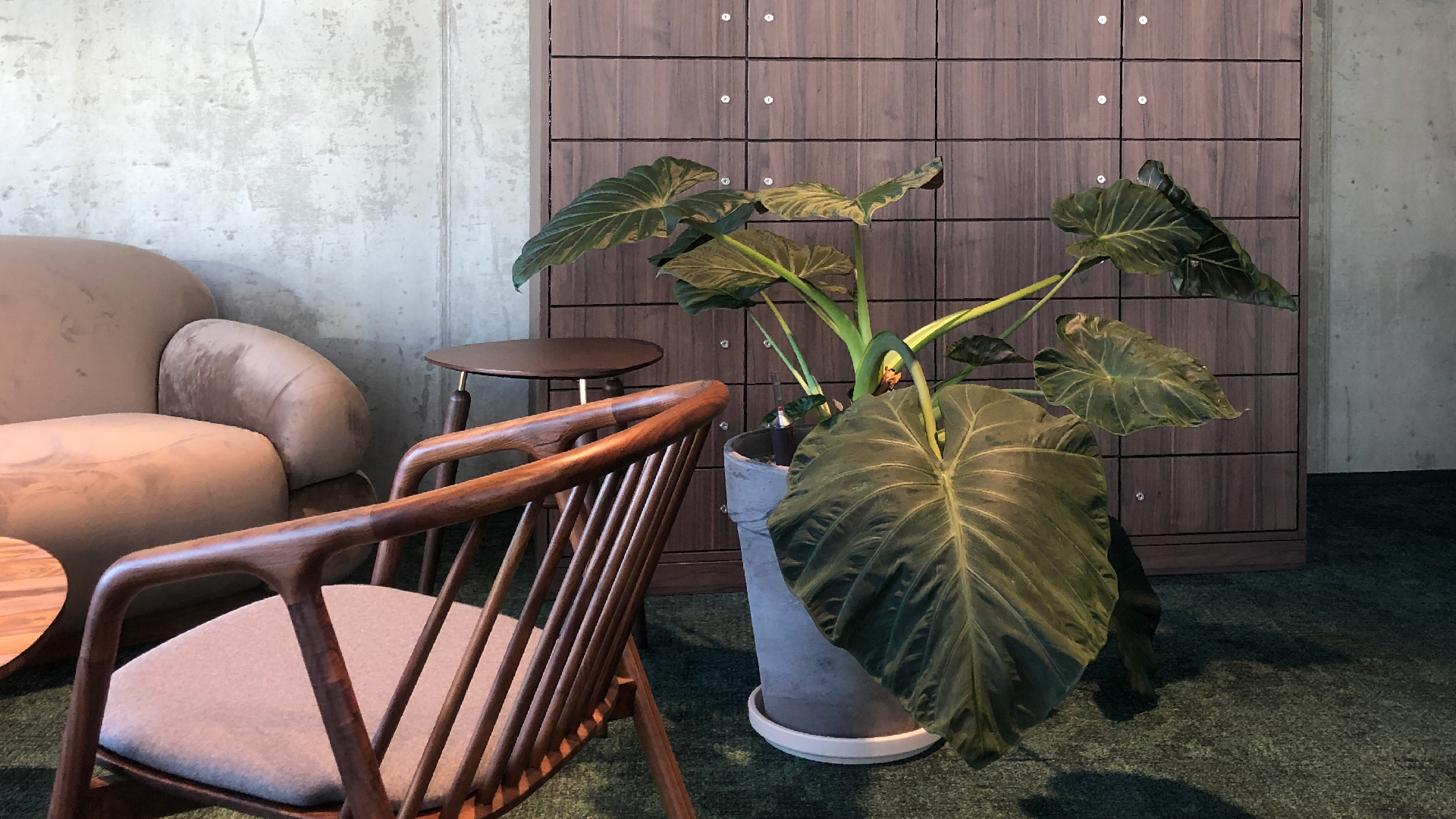 Large indoor plant in a wood-accented Hamburg office lounge