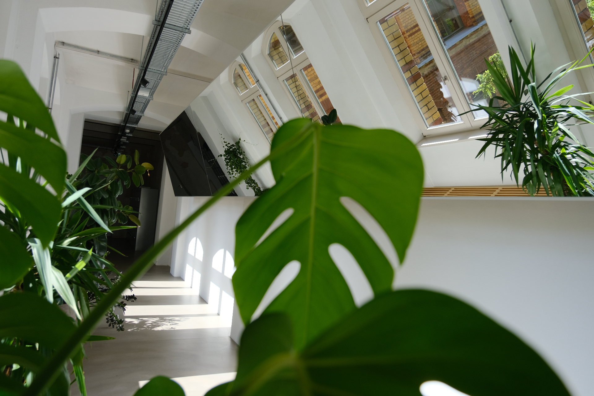 Plant-filled office interior with monstera and palms in Frankfurt