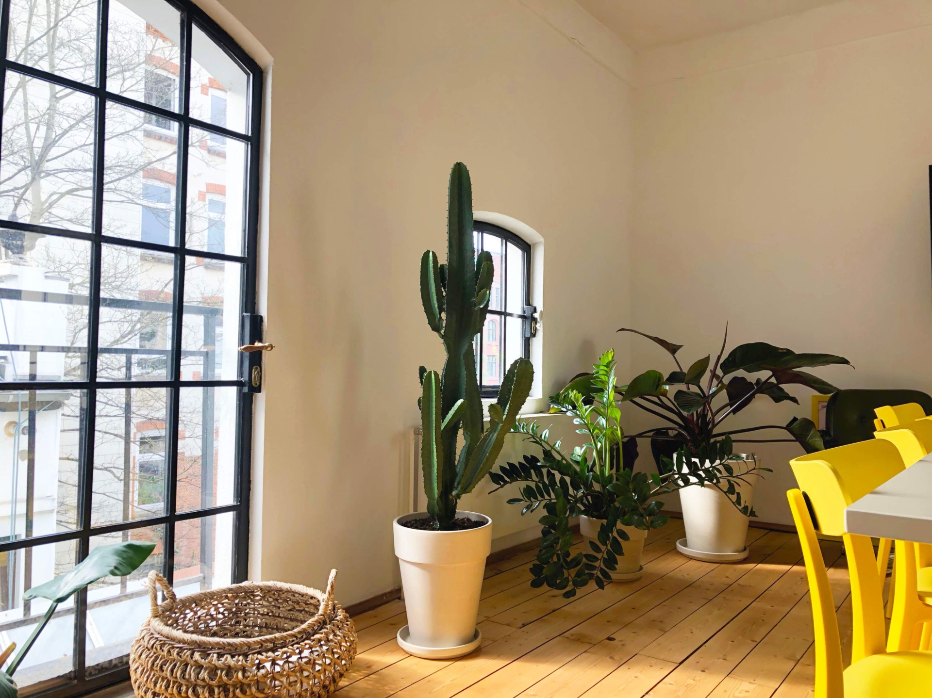 Office plants in Düsseldorf