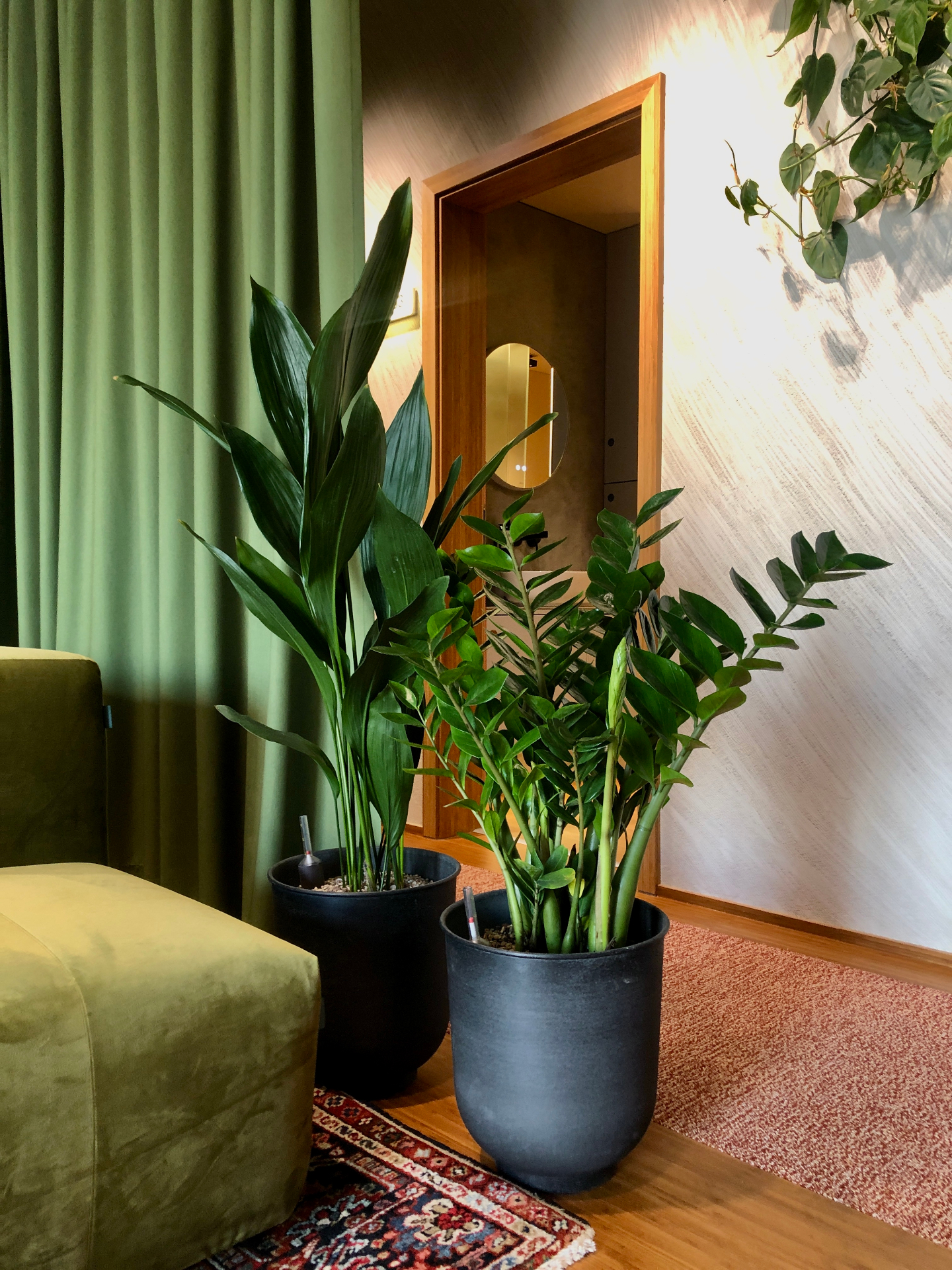 Plants in Düsseldorf workspace