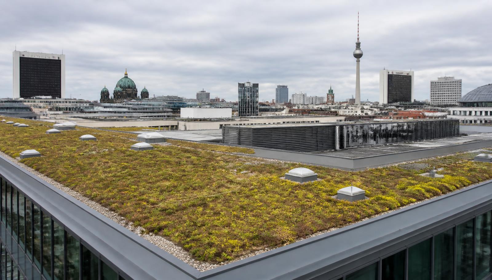 Begrüntes Flachdach eines Bürogebäudes mit Sedumvegetation vor der Berliner Skyline
