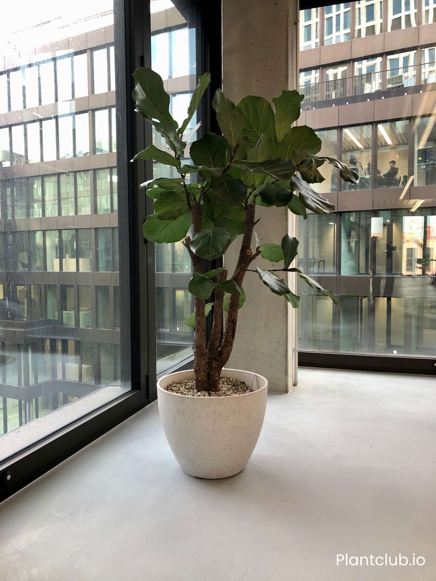 Plants in Vienna workspace